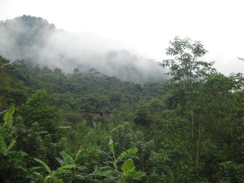 MUSIC OF ONE AWAJÚN COMMUNITY IN THE LIGHT OF PREVIOUS RESEARCH